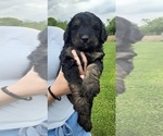 Small Photo #1 Bernese Mountain Dog-Goldendoodle Mix Puppy For Sale in LEETONIA, OH, USA