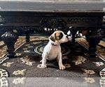 Small Photo #7 Boxer Puppy For Sale in MURRIETA, CA, USA