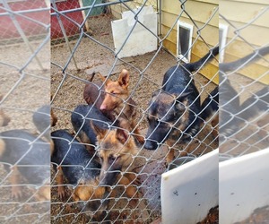 German Shepherd Dog Dogs for adoption in PORTAGE, MI, USA