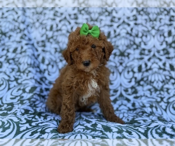 Medium Photo #5 Cavapoo (Miniature) Puppy For Sale in LAKELAND, FL, USA