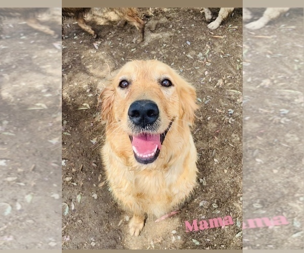 Medium Photo #1 Golden Retriever Puppy For Sale in COLTON, CA, USA