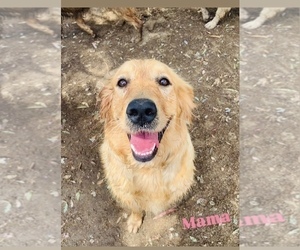 Mother of the Golden Retriever puppies born on 03/03/2025