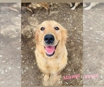 Small Photo #1 Golden Retriever Puppy For Sale in COLTON, CA, USA