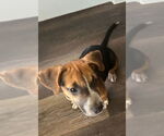 Small #2 Dachshund Mix