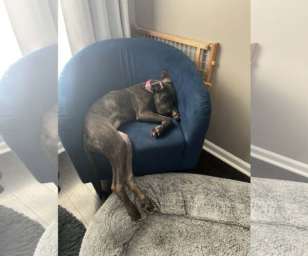 Medium Photo #3 Great Dane-Unknown Mix Puppy For Sale in Huntersville, NC, USA
