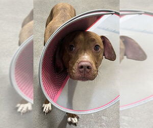 Unknown-Vizsla Mix Dogs for adoption in Forestville, MD, USA