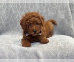 Small Photo #2 Goldendoodle (Miniature) Puppy For Sale in LAKELAND, FL, USA