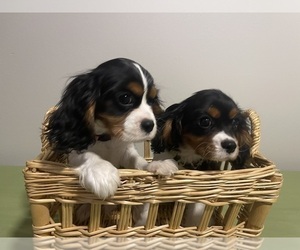 Cavalier King Charles Spaniel Puppy for sale in BATTLEFIELD, MO, USA
