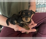 Puppy 1 Yorkshire Terrier