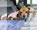 Small #6 Beagle Mix