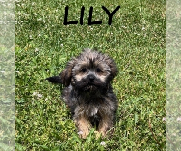 Medium Photo #2 Shorkie Tzu Puppy For Sale in HARTLAND, MN, USA