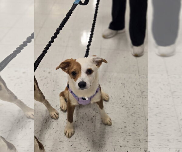 Medium Photo #3 Australian Shepherd-Unknown Mix Puppy For Sale in Minneapolis, MN, USA