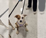 Small #2 Australian Shepherd Mix
