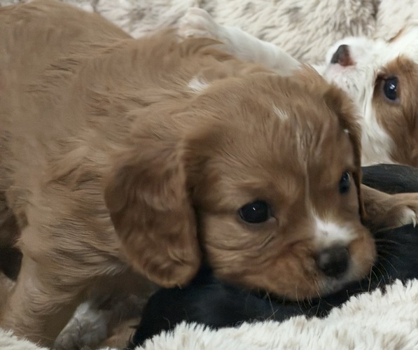 Medium Photo #7 Cavalier King Charles Spaniel Puppy For Sale in PARKER, CO, USA