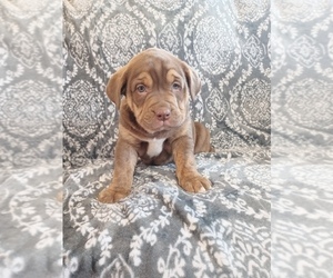 English Bulldog-Labrador Retriever Mix Puppy for sale in STANLEY, WI, USA