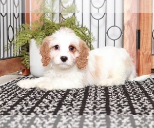 Cavapoo Puppy for sale in NAPLES, FL, USA