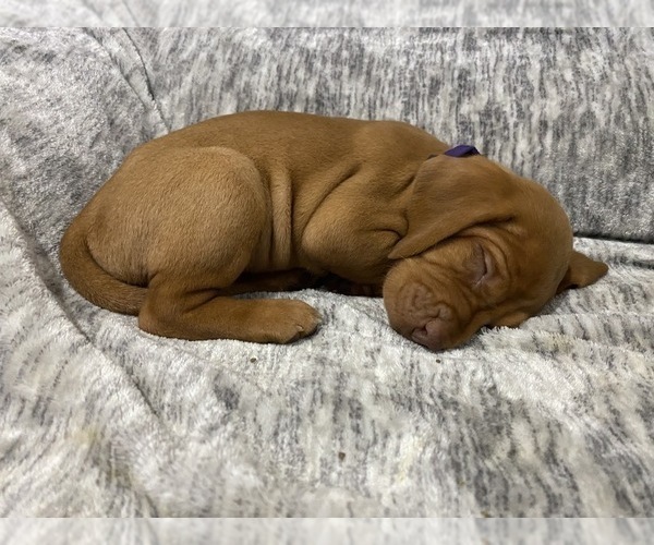 Medium Photo #14 Vizsla Puppy For Sale in CANBY, OR, USA