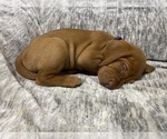 Small Photo #14 Vizsla Puppy For Sale in CANBY, OR, USA