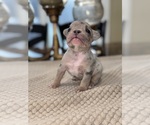 Puppy Rolo French Bulldog