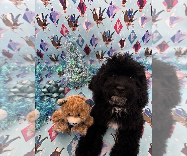 Medium Photo #4 Cock-A-Poo Puppy For Sale in SAN DIEGO, CA, USA