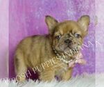 Small #3 French Bulldog