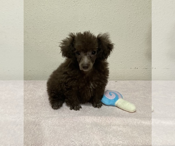 Medium Photo #3 Poodle (Toy) Puppy For Sale in FOLSOM, LA, USA