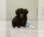 Rascal - Male Poodle (Toy) Puppy for Sale - Photo #3