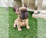 Small #11 French Bulldog