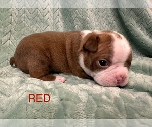 Boston Terrier Puppy for sale in VALDOSTA, GA, USA