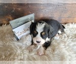 Puppy 2 Bernese Mountain Dog-Cavalier King Charles Spaniel Mix