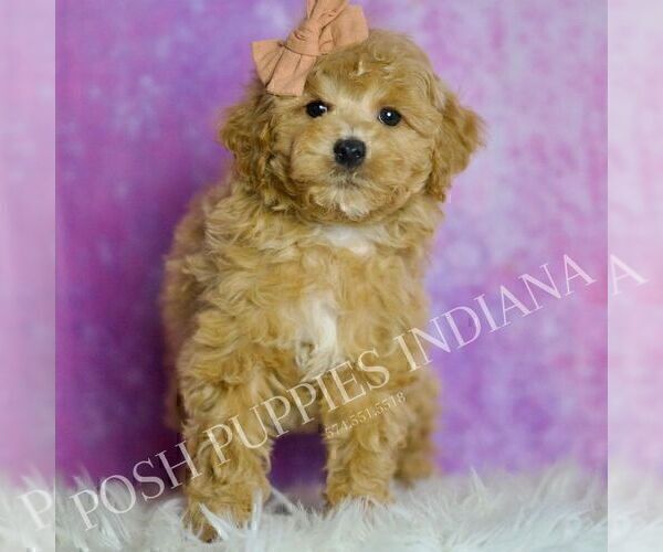 Medium Photo #89 Poodle (Miniature) Puppy For Sale in WARSAW, IN, USA