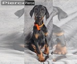 Small Photo #4 Doberman Pinscher Puppy For Sale in POMEROY, OH, USA
