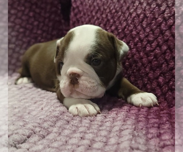 Medium Photo #2 Olde English Bulldogge Puppy For Sale in ATHOL, ID, USA
