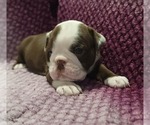 Small #1 Olde English Bulldogge