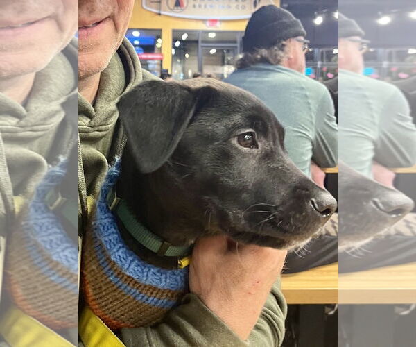 Medium Photo #4 Labrador Retriever-Unknown Mix Puppy For Sale in St. Louis Park, MN, USA