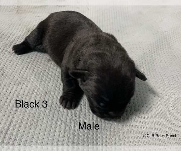 Medium Photo #2 Cane Corso Puppy For Sale in PIPE CREEK, TX, USA