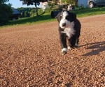 Puppy 2 Border Collie-Sheepadoodle Mix