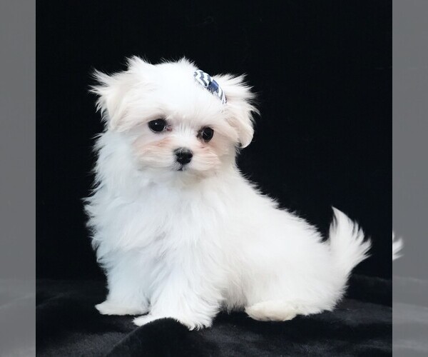 Medium Photo #2 Maltese Puppy For Sale in ROCK VALLEY, IA, USA