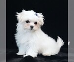 Small #1 Maltese