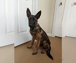 Small Photo #1 Belgian Malinois Puppy For Sale in NEOSHO, MO, USA