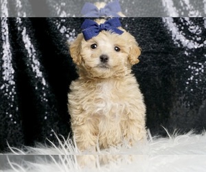 Medium Maltipoo