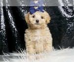 Puppy BRONCO Maltipoo