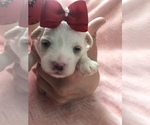 Small Photo #4 Maltese-Poodle (Toy) Mix Puppy For Sale in SARASOTA, FL, USA