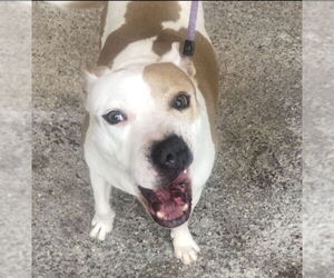 American Pit Bull Terrier-Labrador Retriever Mix Dogs for adoption in Oro Valley, AZ, USA