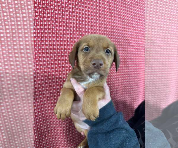 Medium Photo #5 American Pit Bull Terrier-Doberman Pinscher Mix Puppy For Sale in Aurora, OH, USA
