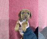 Small #4 American Pit Bull Terrier-Doberman Pinscher Mix