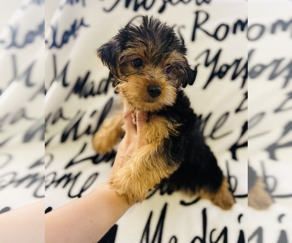 Medium Photo #1 Morkie Puppy For Sale in LOWELL, MA, USA