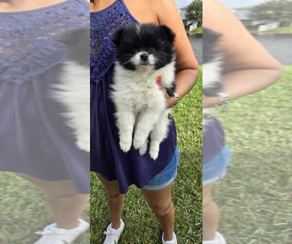 Medium Photo #3 Pomeranian Puppy For Sale in PEMBROKE PNES, FL, USA