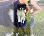 Small Photo #3 Pomeranian Puppy For Sale in PEMBROKE PNES, FL, USA