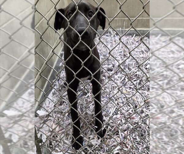 Medium Photo #1 Labrador Retriever-Unknown Mix Puppy For Sale in Anchorage, AK, USA